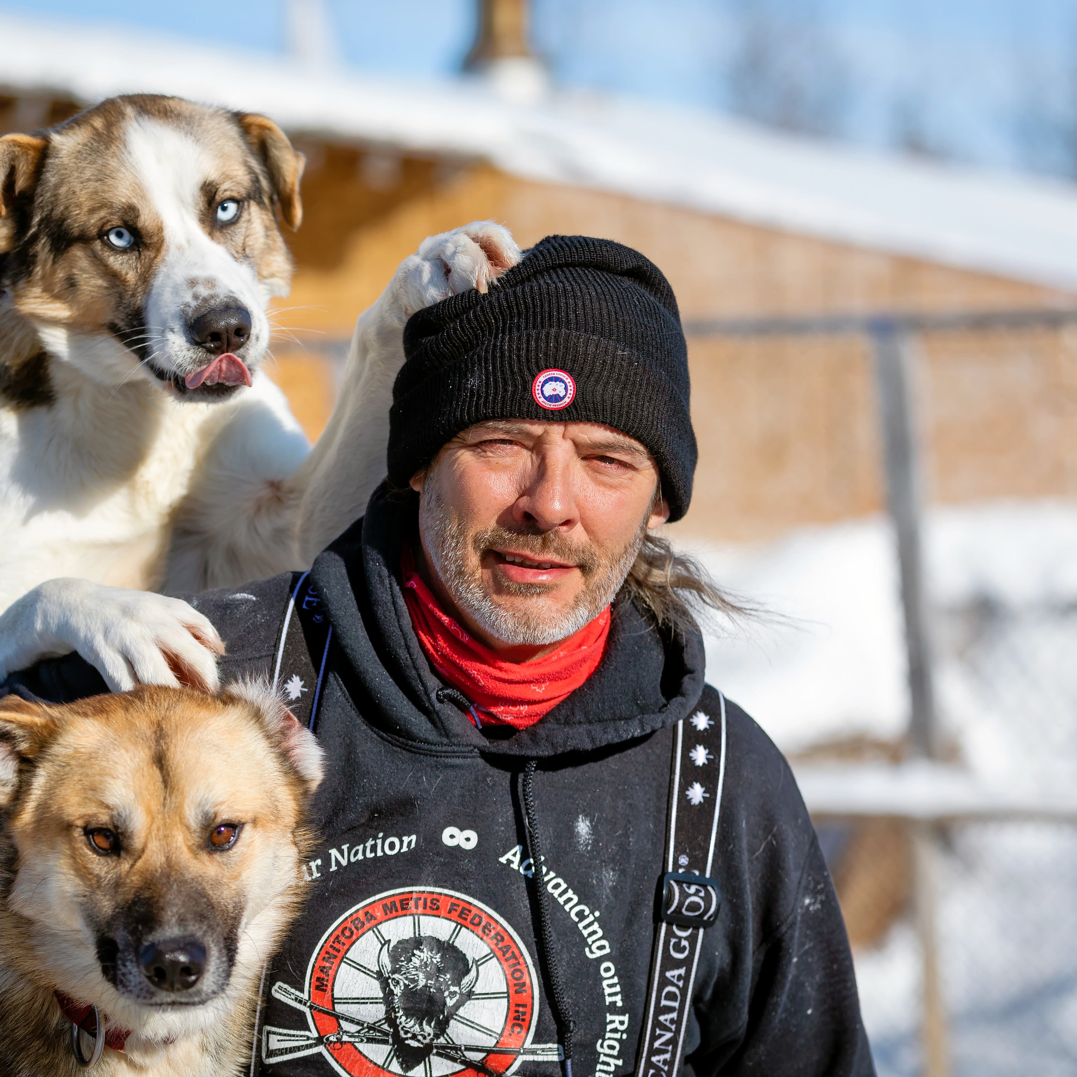 Close up of sled dog with tongue hanging out
